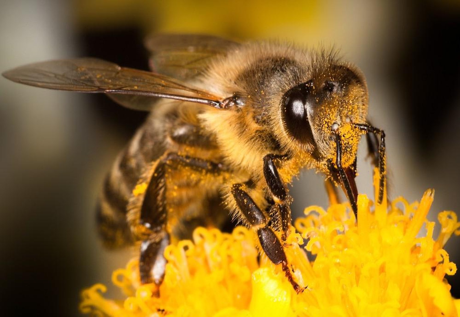 Honigbiene auf Blüte, Nahaufnahme