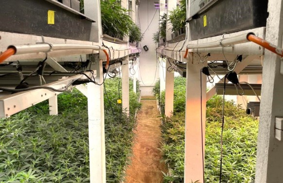 Die Cannabisplantage in der ehemaligen Biskuitfabrik.