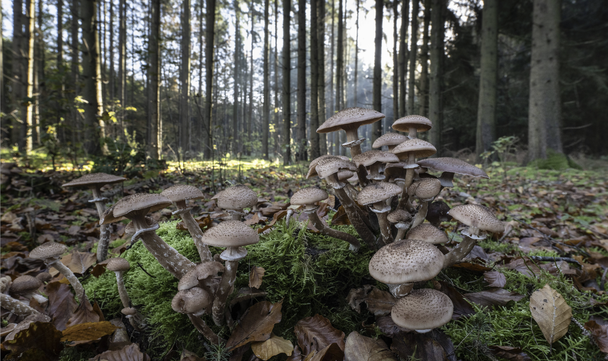 Brauner Hallimasch Pilz