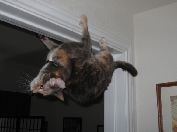 Spider Cat
http://imgur.com/gallery/fSSk9jN