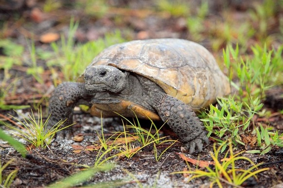 A gopher tortoise moves through freshly sprouted vegetation in this undated handout photo courtesy of Florida Fish and Wildlife Research Institute (FWC). Wildlife authorities in Florida caught a man w ...