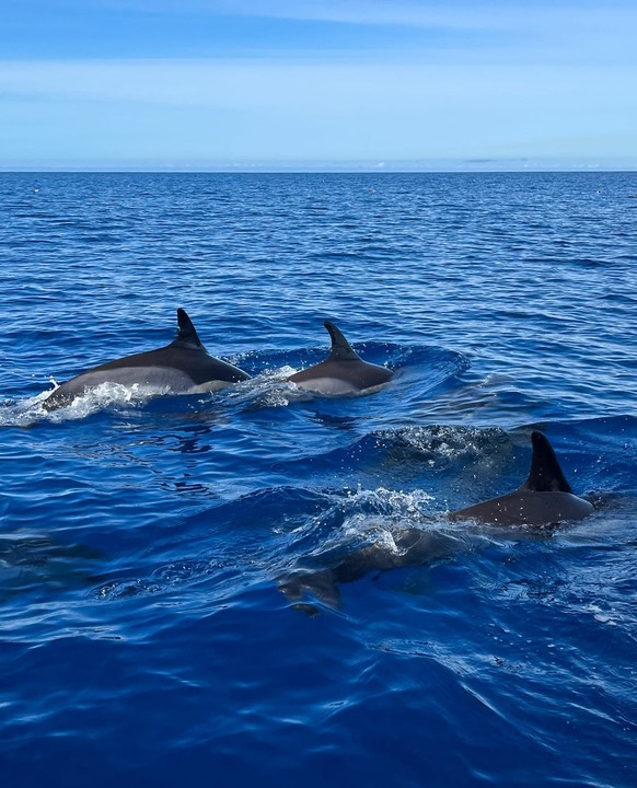 Eine Gruppe «gemeiner Delfine».