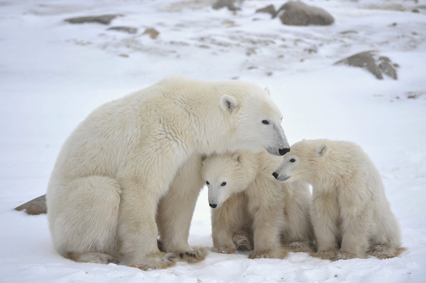 Eisbär