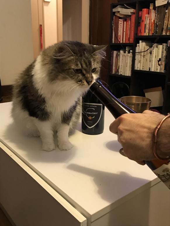 Katze und Weinflasche
https://imgur.com/gallery/cGKpO