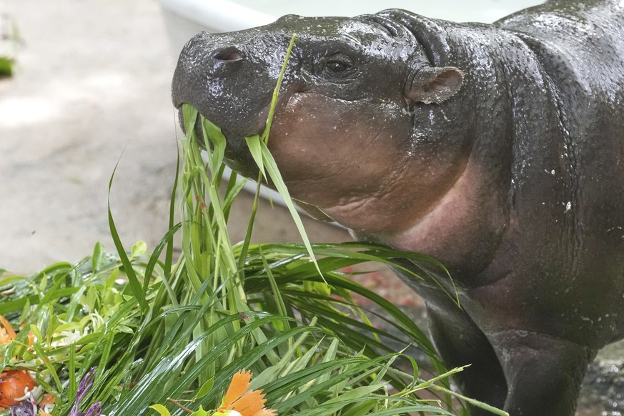 Baby pygmy hippo Moo Deng eats fruit presented for her first birthday celebration at the Khao Kheow Open Zoo in Chonburi province, Thailand, Thursday, July 10, 2025. (AP Photo/Sakchai Lalit)
Thailand  ...