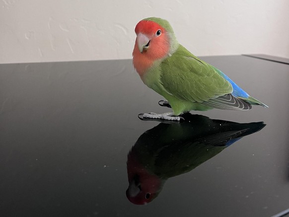 cute news tier papagei

https://www.reddit.com/r/parrots/comments/15fjryi/she_doesnt_like_me_anymore/