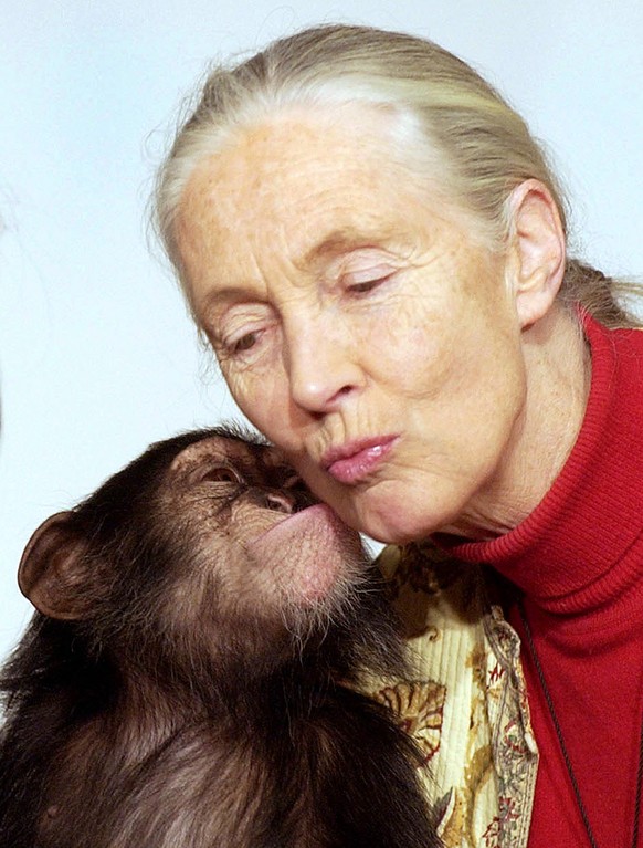 Biologin Jane Goodall mit Schimpanse Pola.