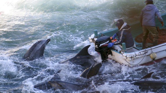 FILE - In this Saturday, January 18, 2014 file photo provided by the Sea Shepherd Conservation Society on Tuesday, January 21, 2014, fishermen on boats engage bottlenose dolphins in Taiji, Western Japan.  Japanese...