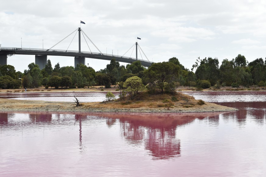 epa07464439 The Westgate Bridge is seen from Westgate Park, Melbourne, Australia, 26 March 2019. Water in the lake at Westgate park has turned pink due to high salt levels and has become a popular tou ...