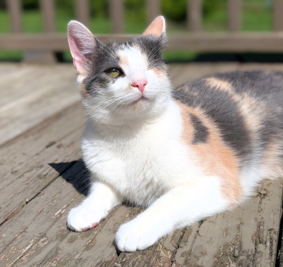 cute news tier katze

https://imgur.com/gallery/sunbathing-jasmne-traumatizing-quackhubby-pisN52S#/t/aww