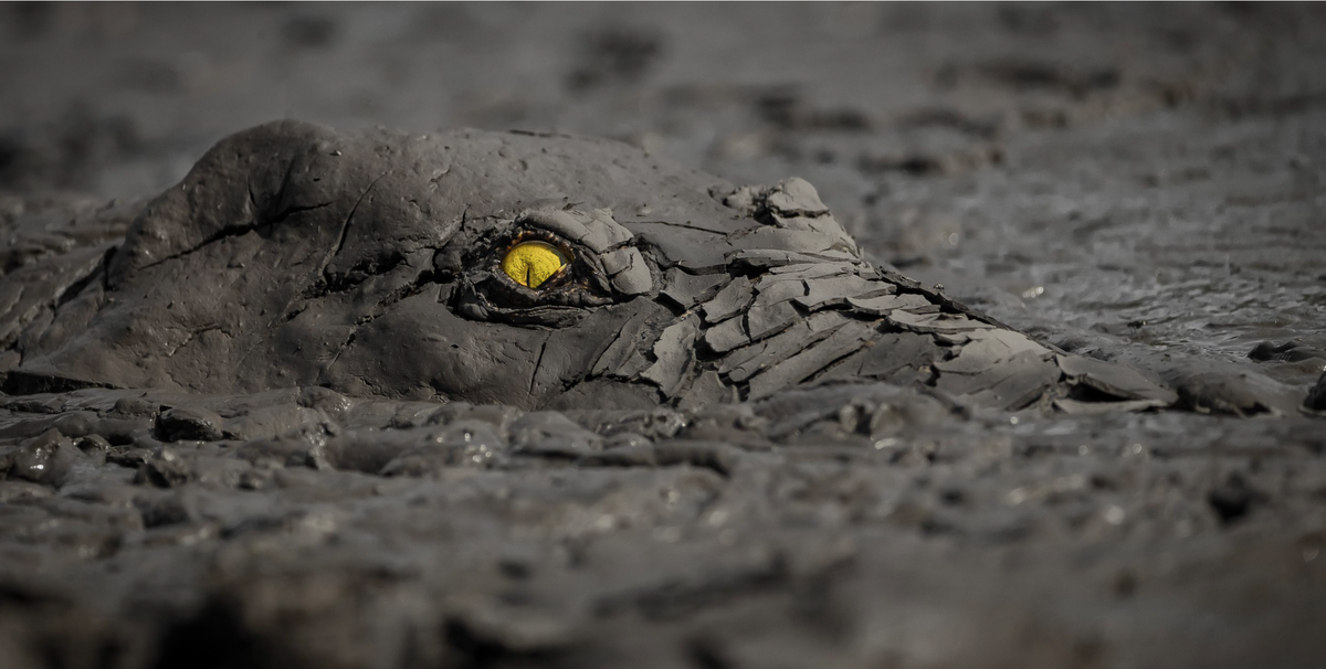 Naturbilder des Jahres, Tierbilder, World Nature Photography Awards