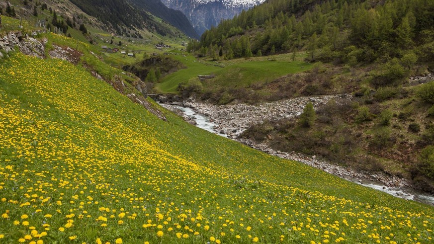 Rauszeit Gewässerperlen Schweiz wildeste Bäche und Flüsse naturbelassene Gewässer Meienreuss UR