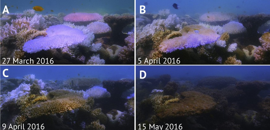 Die Bilder A-D zeigen eindrücklich die Korallen-Bleich während eines Zeitraumes von lediglich 7 Wochen.