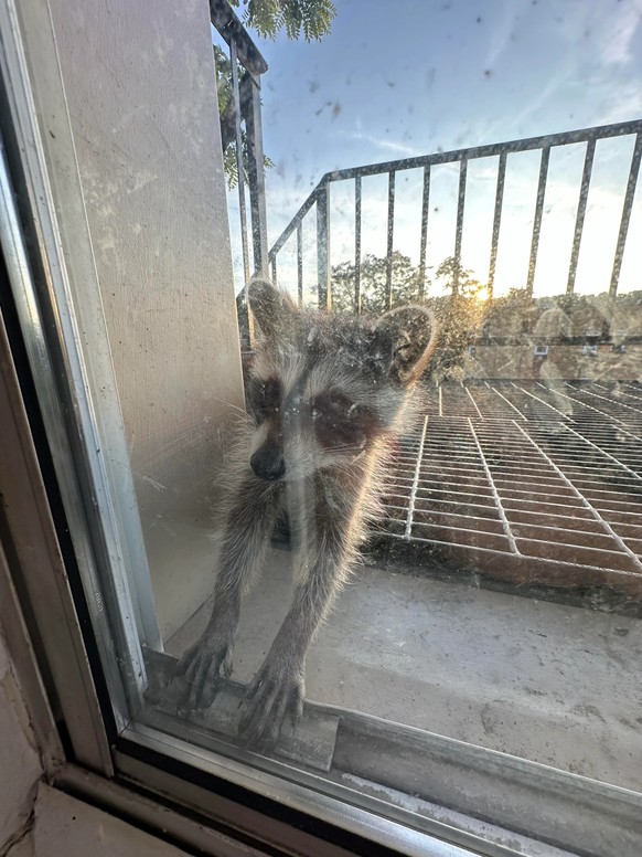 cute news tier waschbär

https://www.reddit.com/r/Raccoons/comments/1ddxfbs/baby_raccoons_on_my_fire_escape/