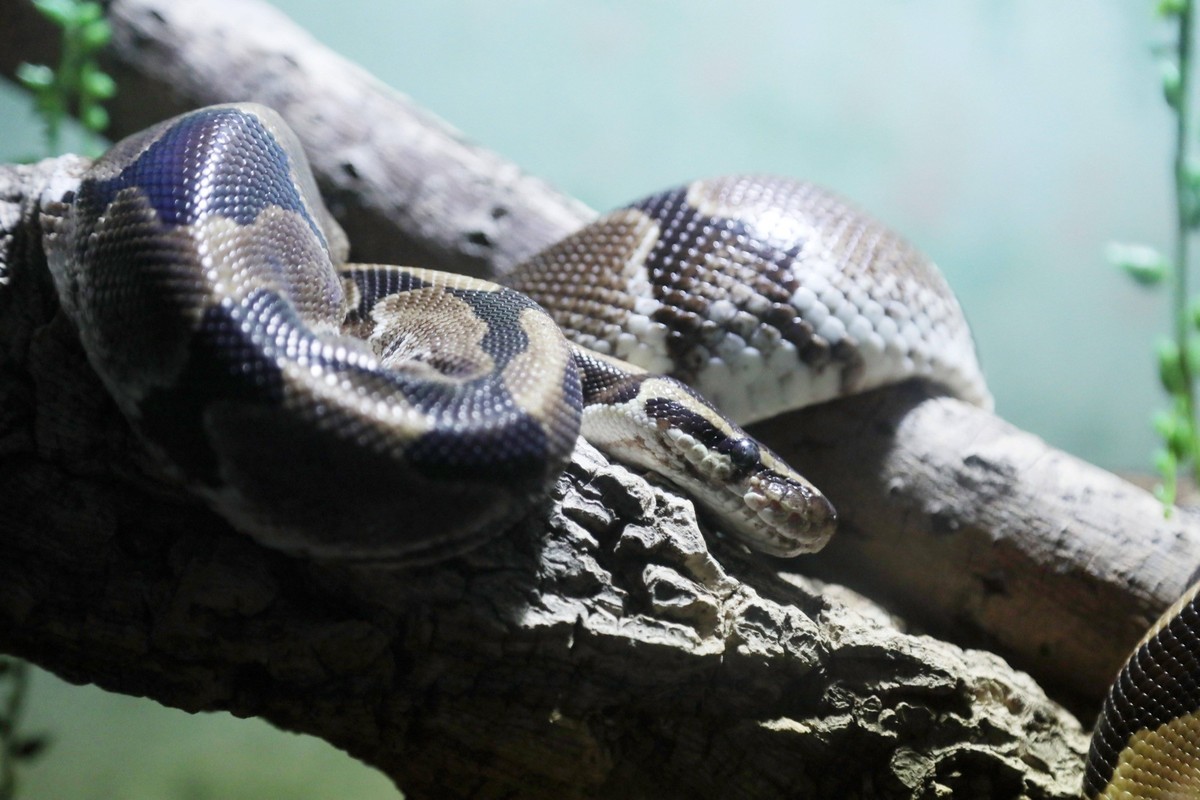 Oberhof - Exotarium 07.12.2022, Oberhof, Exotarium, hier sind exotische Schlangen, Vogelspinnen und Fische zu entdecken im Bild: Koenigspython Python regius