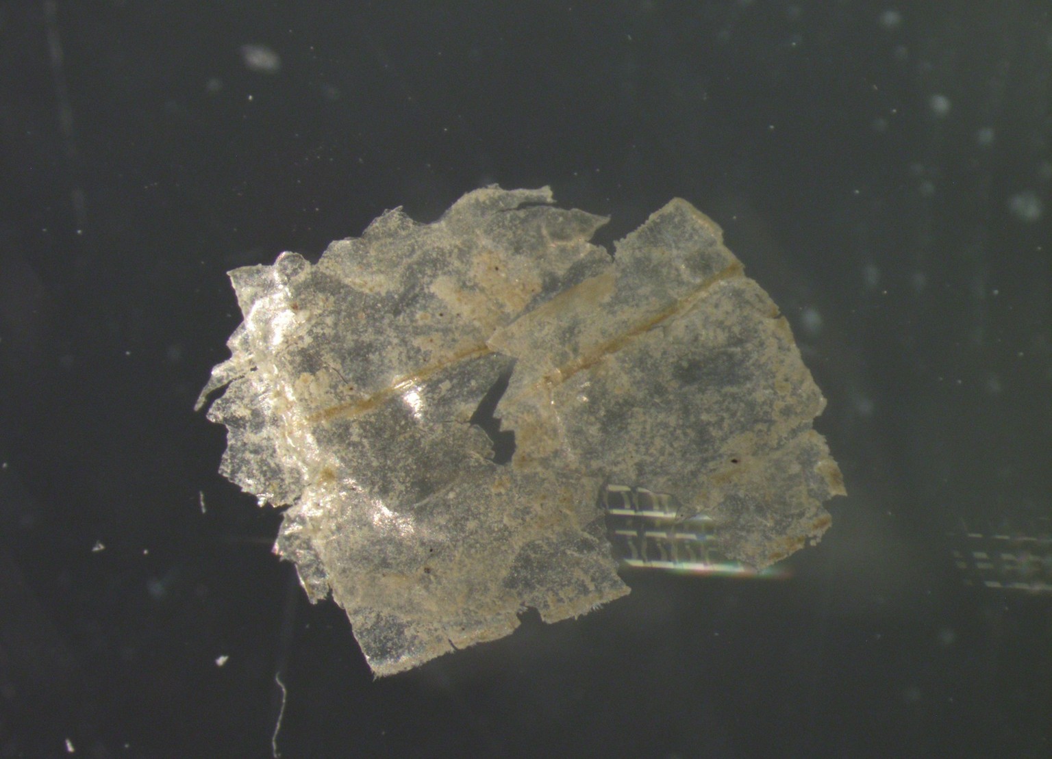 In jeder einzelnen der entnommenen Sedimentproben wiesen die Wissenschaftler*innen Mikroplastik-Teilchen nach – pro Kilogramm Sediment zwischen 215 und 1596 Partikel.