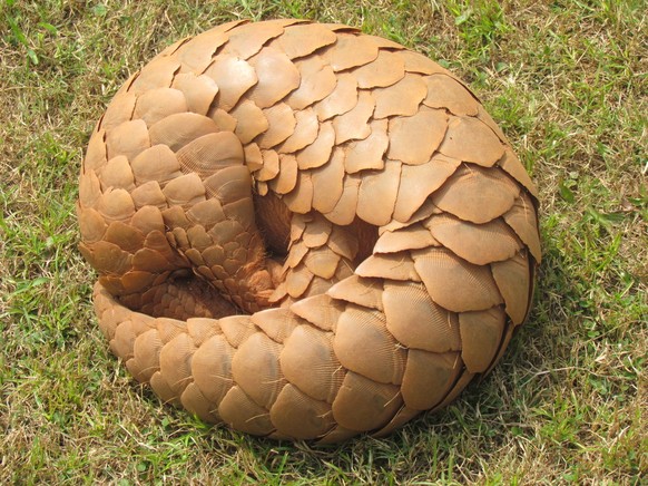 Schuppentier/Pangolin