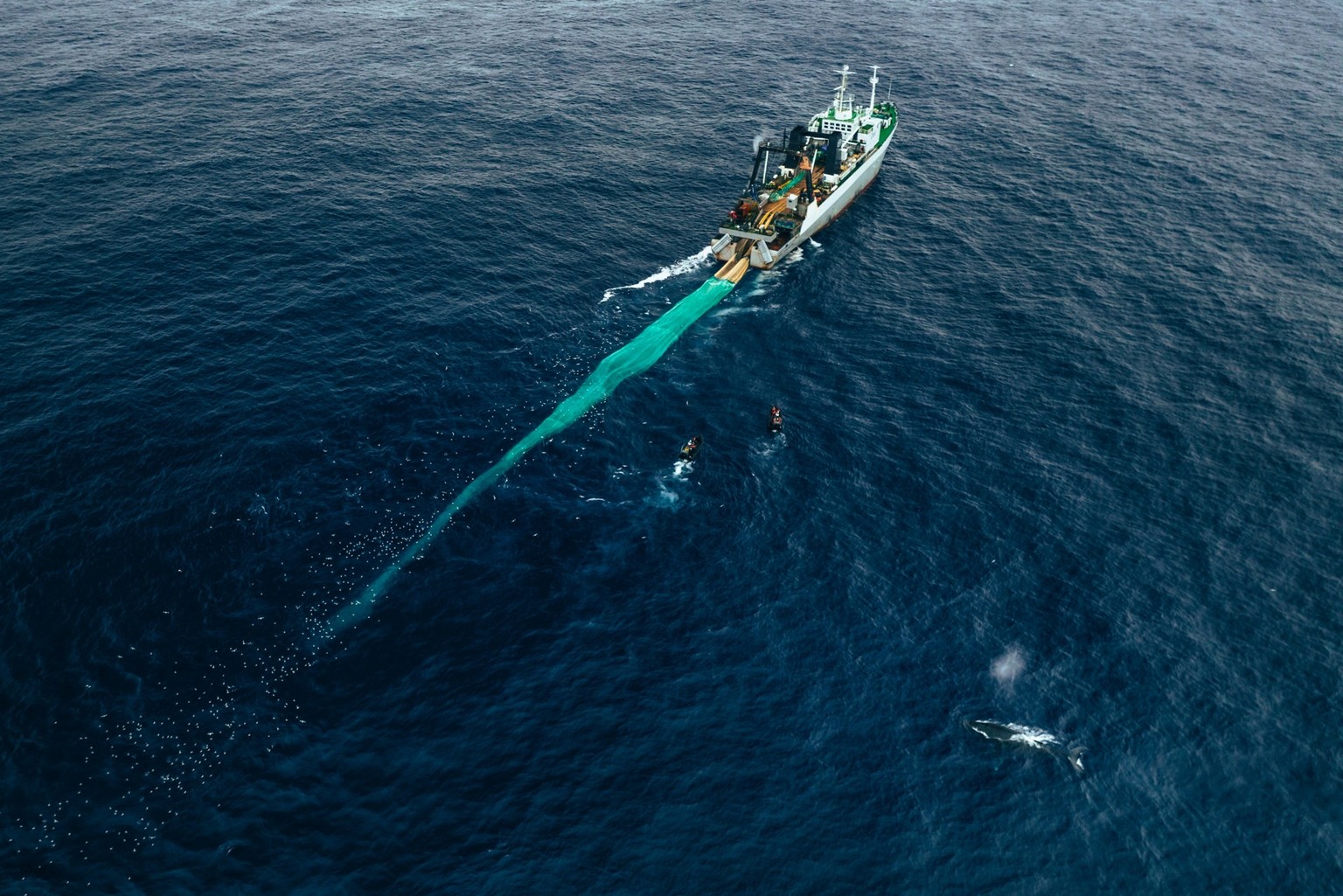 Drone shot of Krill trawler and whale