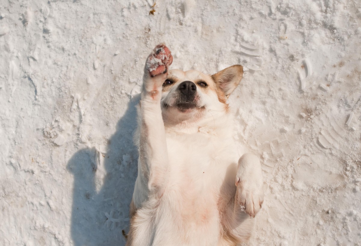 © FOUR PAWS | Andreea Balaurea