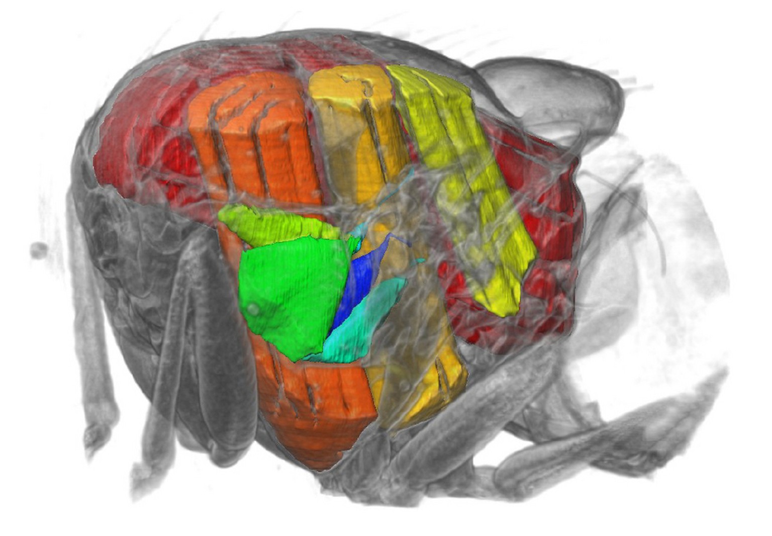 Blick in den Brustkorb der Fliegen: Sichtbar sind die fünf untersuchten Steuermuskeln (grün bis blau) und die Kraftmuskeln (gelb bis rot).&nbsp;