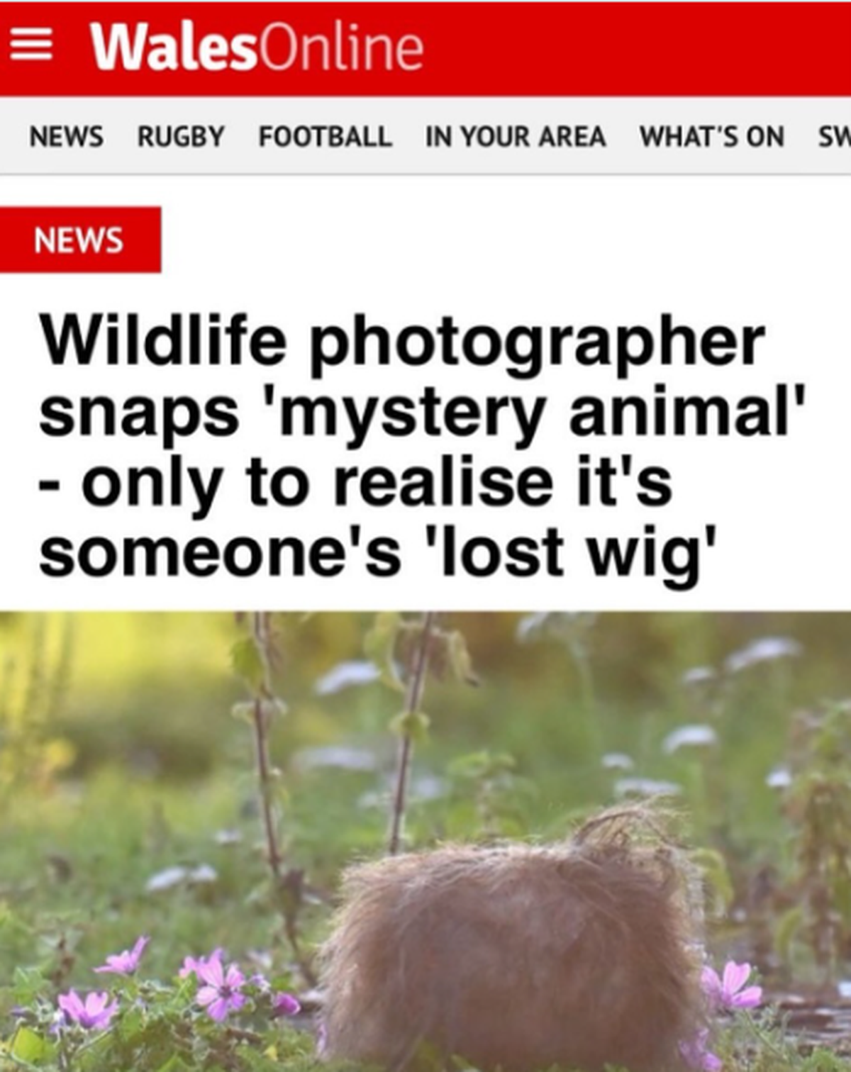 Fail: Fotograf entdeckt Tier, stellt sich als Perücke heraus