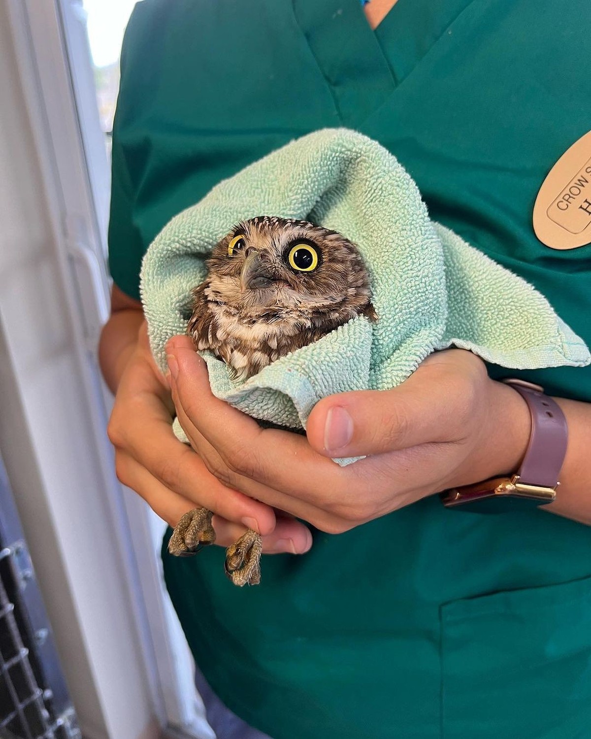 eulen in tücher

https://owlsintowels.org/gallery/