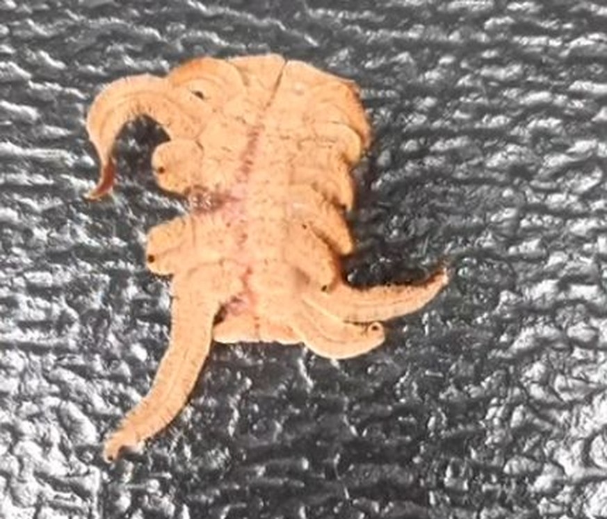 Phobetron pithecium ist ein in Nordamerika vorkommender Schmetterling (Nachtfalter) aus der Familie der Schneckenspinner (Limacodidae). 
Weird Creature Crawls On Car In Winsconsin
https://www.youtube. ...