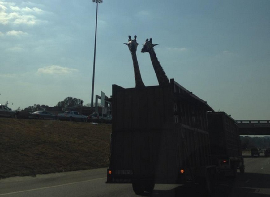 Der gefährliche Transport: Zwei Giraffen auf einer Autobahn in Südafrika.