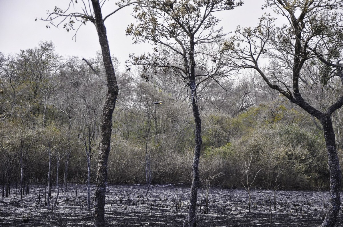 epa07786478 A handout photo made available by the National Emergency Secretary (SEN) of Paraguay, shows the fire in the Pantanal zone in Bahia Negra, Alto Paraguay department, Paraguay, 20 August 2019 ...