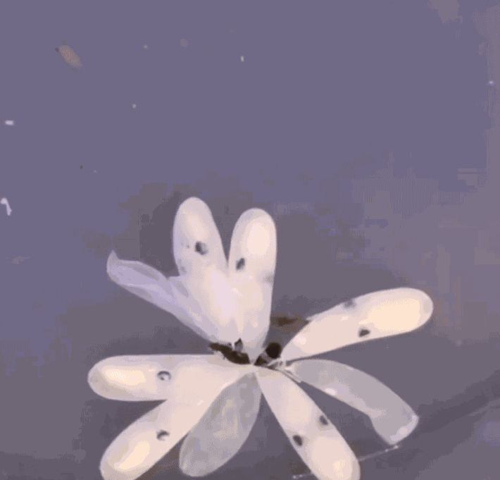 Animiertes GIF