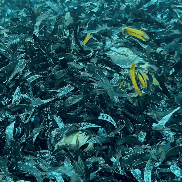 Animiertes GIF