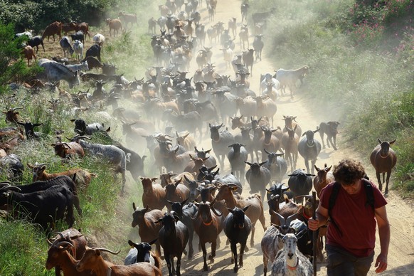 Nomadic shepherd Albert Noguera, 42, moves a herd of goats around urban areas to create natural firebreaks through the Montnegre mountain range near Mataro, Catalonia, Spain, April 25, 2025. The herd  ...