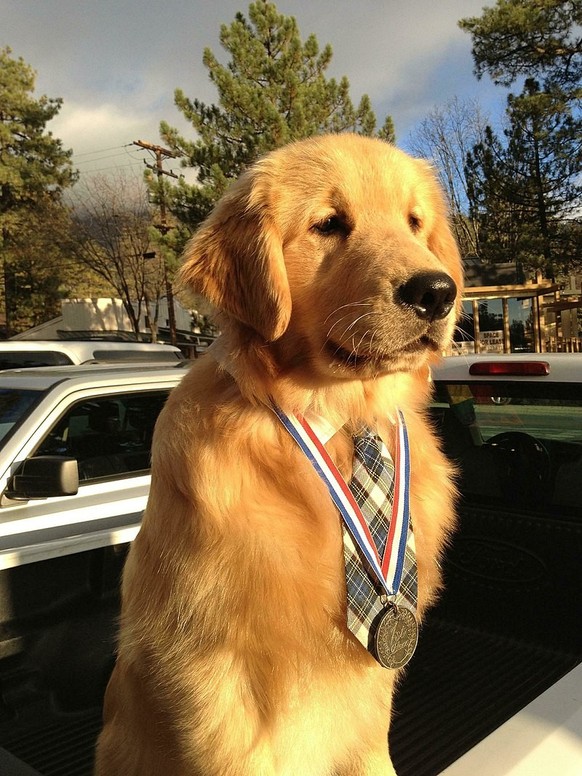 A pony as mayor, a dog as manager – 8 animals in important positions