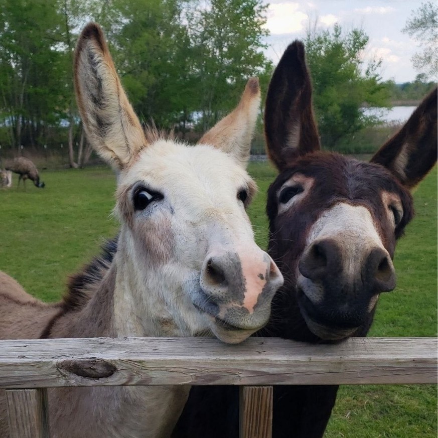 cute news tier esel

https://ch.pinterest.com/pin/605452743699613616/