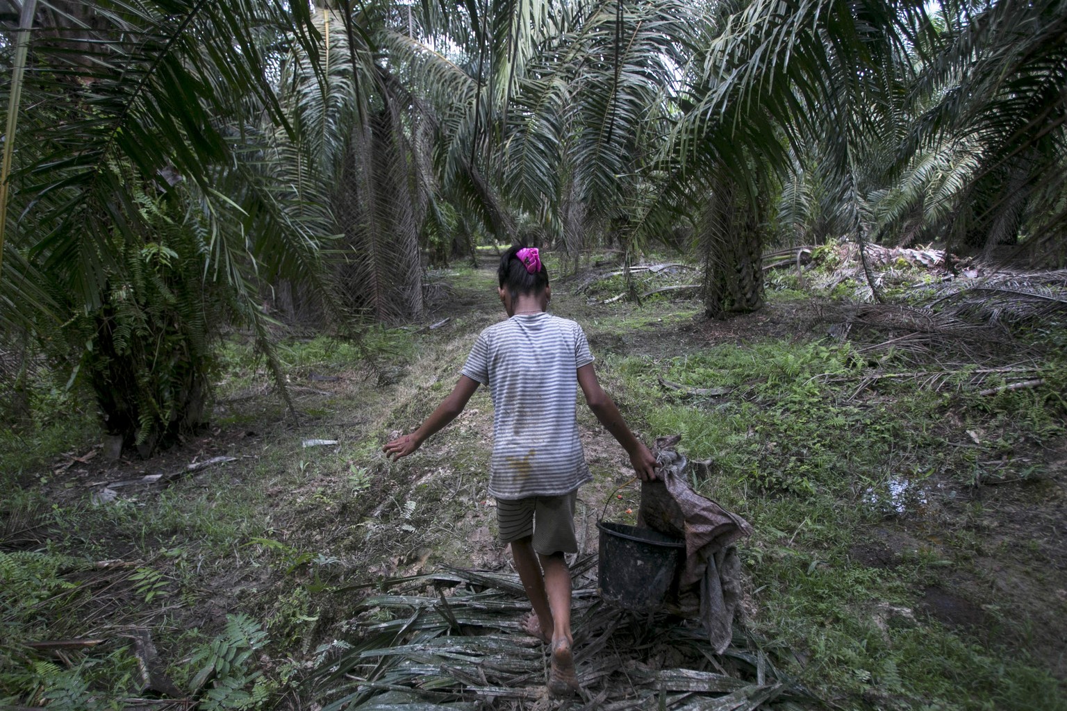 A child carries palm kernels collected from the ground at a palm oil plantation in Sumatra, Indonesia, Monday, Nov. 13, 2017. (AP Photo/Binsar Bakkara)