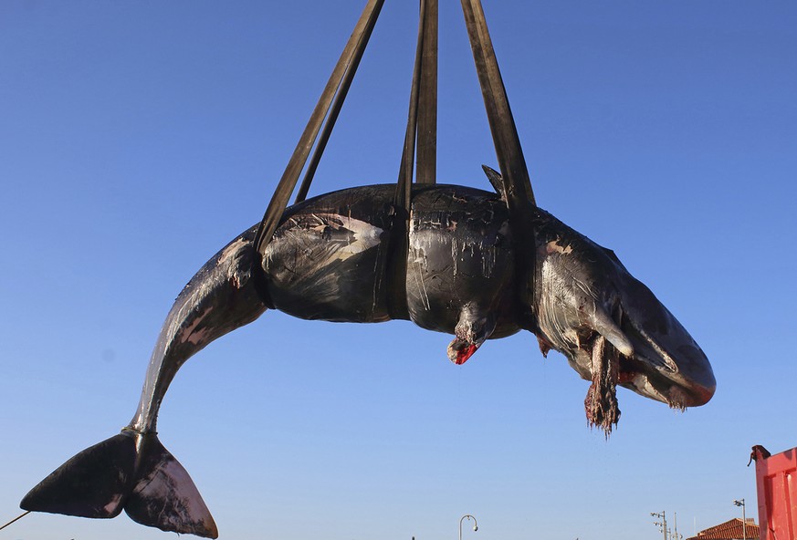 In this photo taken on Friday, March 29, 2019 and provided by SEAME Sardinia Onlus, a whale is lifted up onto a truck after being recovered off Sardinia island, Italy. The World Wildlife Foundation is ...
