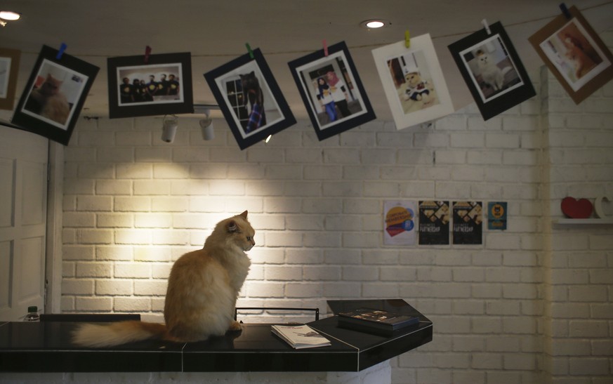 Dieses 5-Stern-Hotel bietet das volle Verwöhnprogramm – für deine Katze
