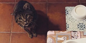 8 Anzeichen, dass du in deinem letzten Leben eine Katze warst