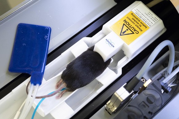 SCHWEIZ KREBSVORSCHUNG TIERVERSUCH
Une souris de laboratoire anesthesiee est preparee pour passer dans une IRM (Imagerie par résonance magnétique) dans une animalerie d&#039;un centre de recherche sur ...