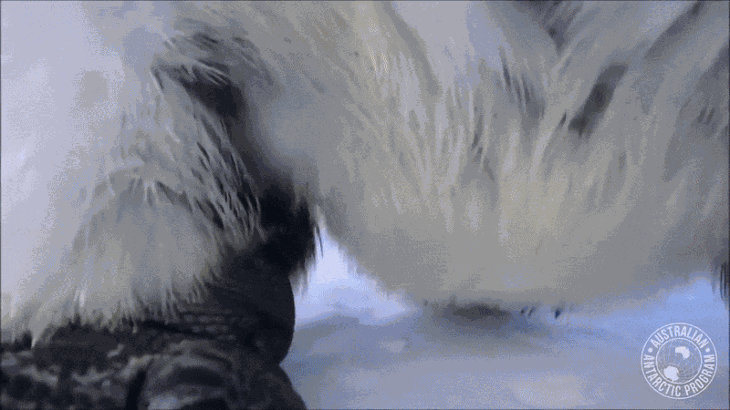 Animiertes GIF
