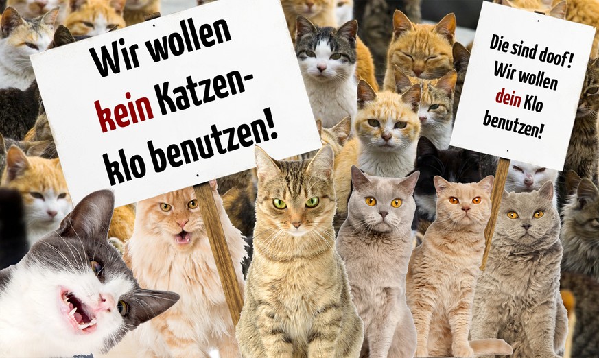 Wofür oder wogegen Katzen protestieren würden