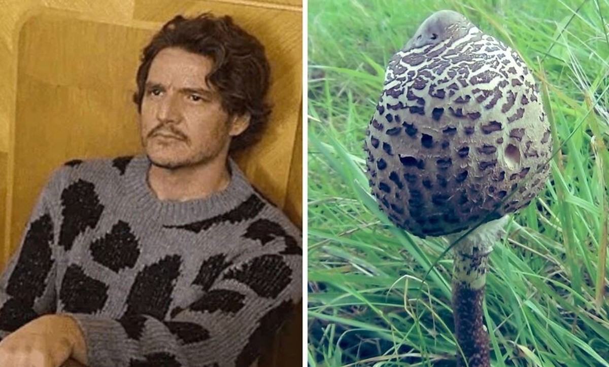 pedro pascal als pilze

https://twitter.com/Pandamoanimum