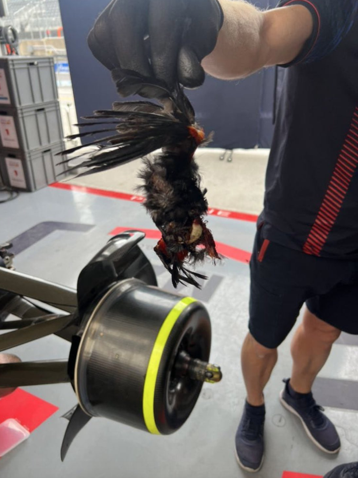 Le pauvre oiseau n'a pas vu venir la monoplace de Verstappen.
