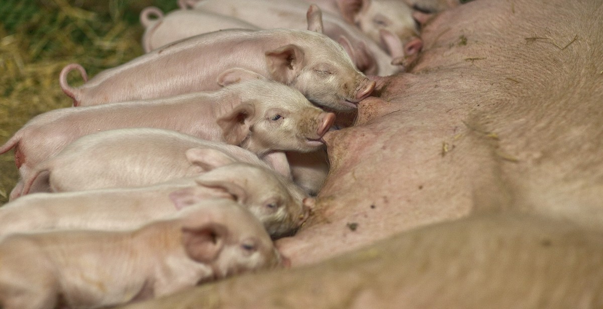 2013 wurde ein erster Antikörper gegen den Virus entdeckt, nun wurden 50 Schweinezuchtbetriebe untersucht, einer musste geschlossen werden.&nbsp;