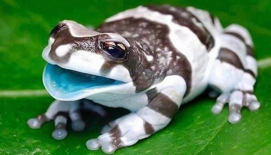 cute news tier frosch

https://ch.pinterest.com/pin/716142778263835767/
