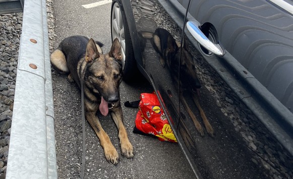 Hund stellt Flüchtenden bei Mels.