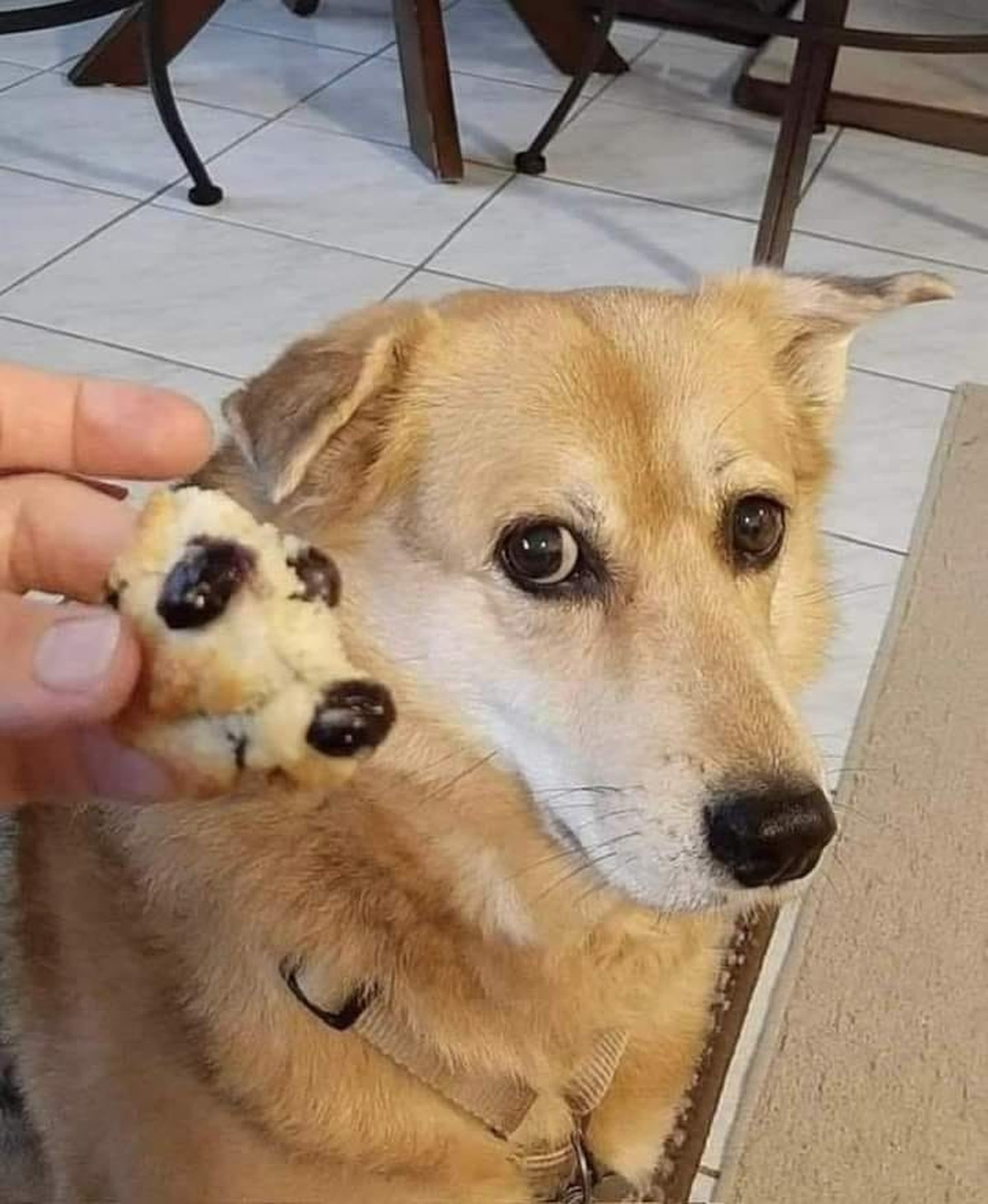 cute news tier hund

https://www.facebook.com/photo?fbid=919427006649932&amp;amp;set=a.693381882587780