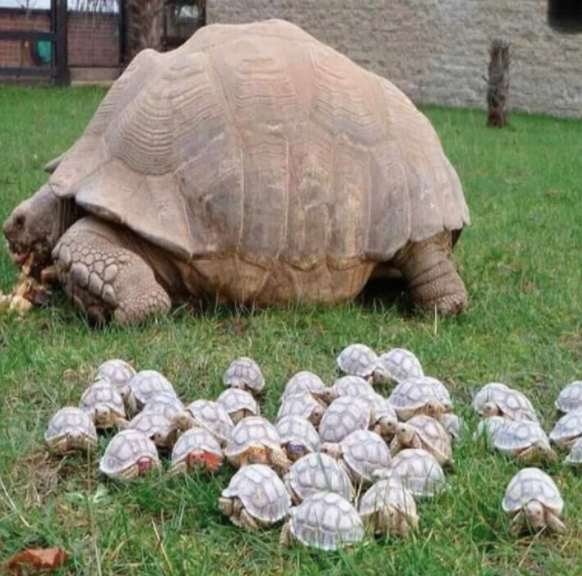 cute news animal tier schildkrote

https://imgur.com/t/cute_news/6fIooGP