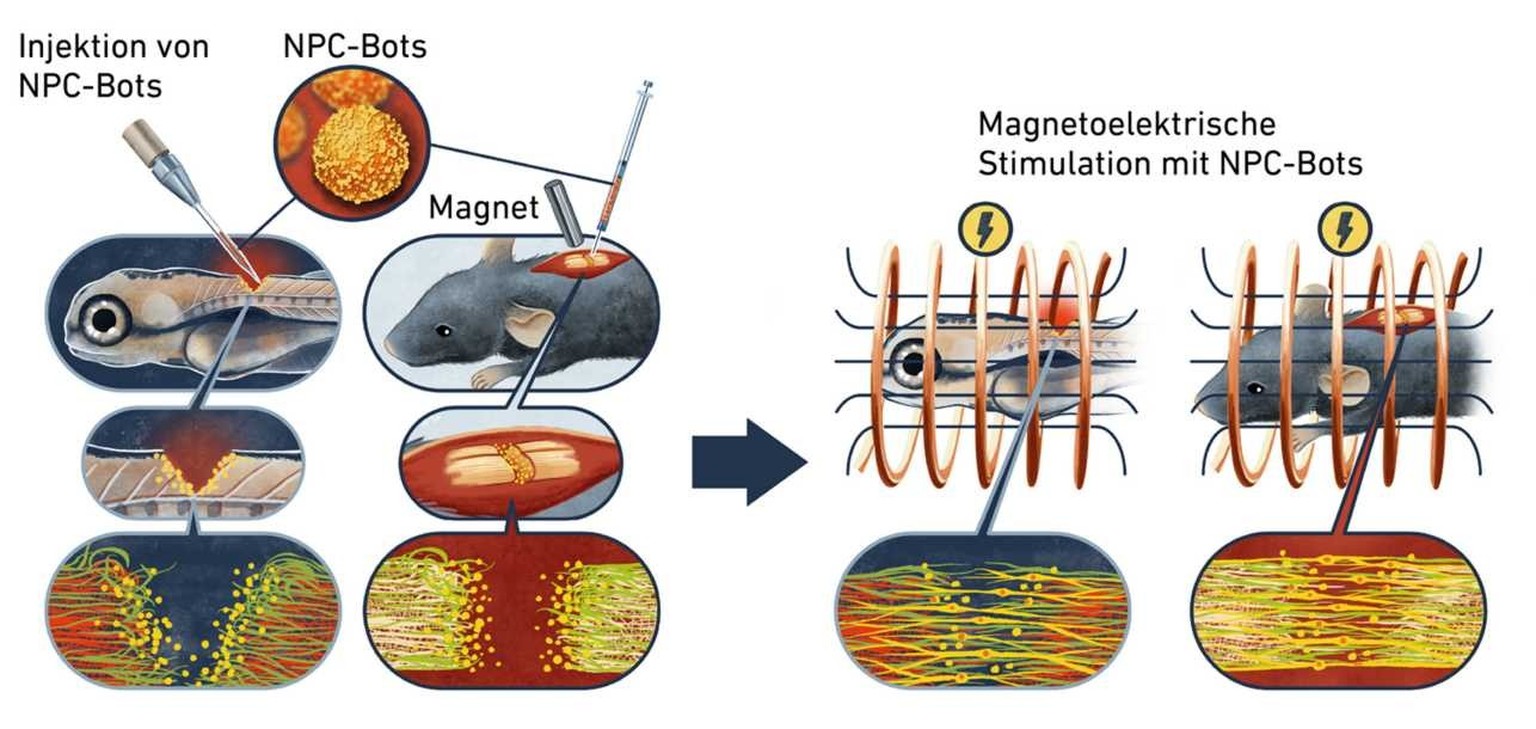 Schematische Darstellung, wie sich die Nervenzellen bei Zebrafischen und Mäusen erholten.