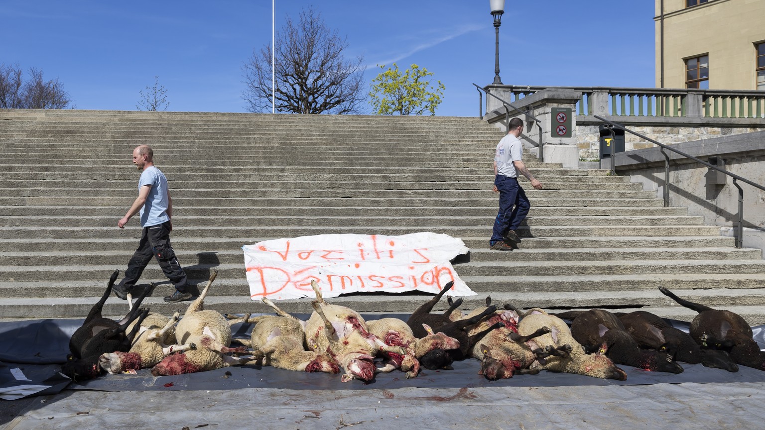 Des agriculteurs dechargent des cadavres de moutons tues pendant la nuit par un loup ce samedi, 6 avril 2024 sur la place du Chateau a Lausanne. (KEYSTONE/Cyril Zingaro)